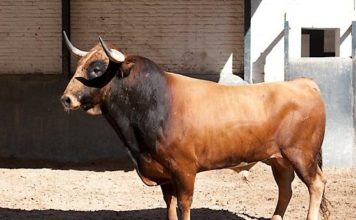 Fatuitono. Toro con el que confirmará Solís esta tarde. (FOTO: Juan Pelegrín/Las-Ventas.com)